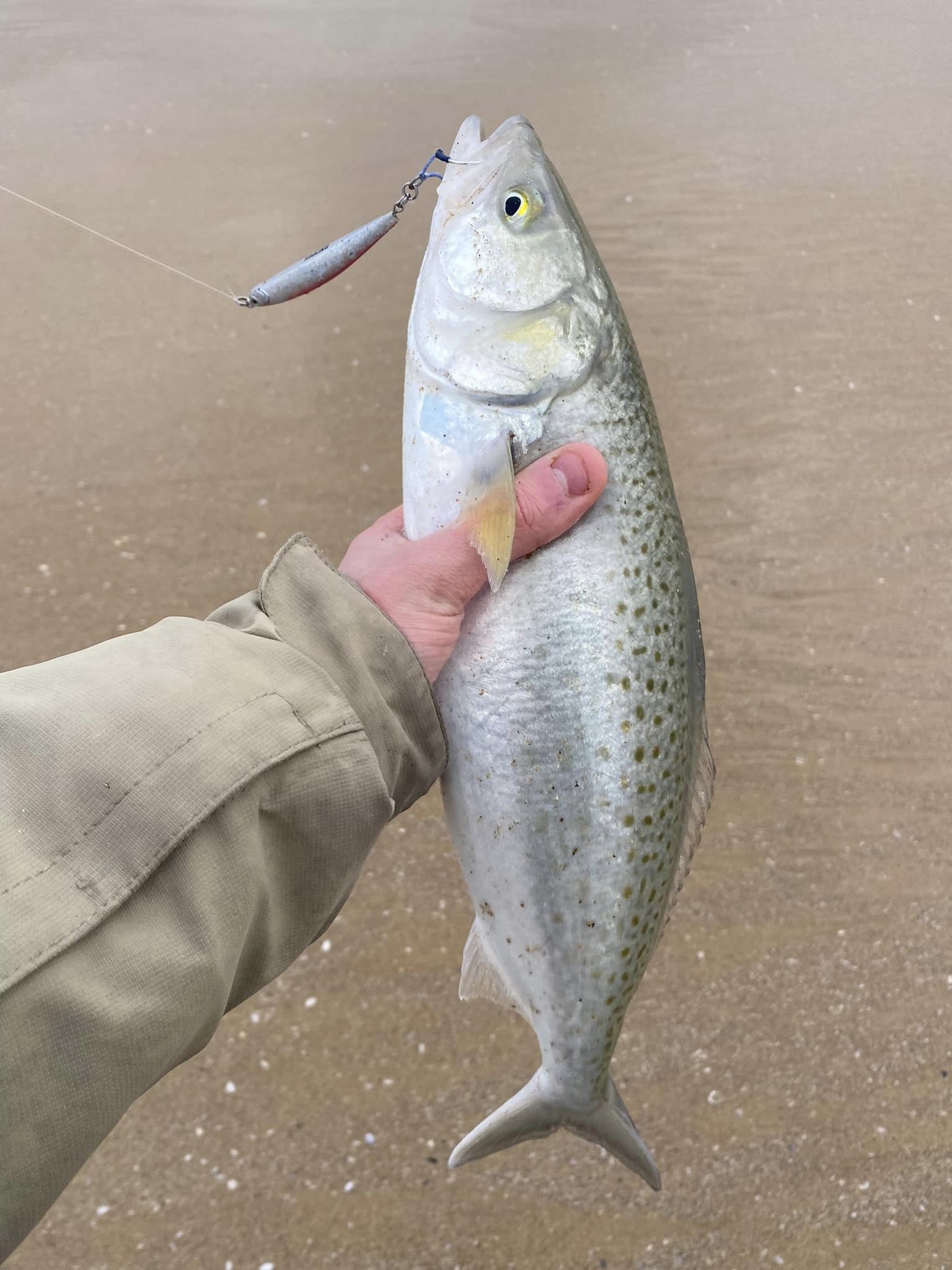 Beach Salmon