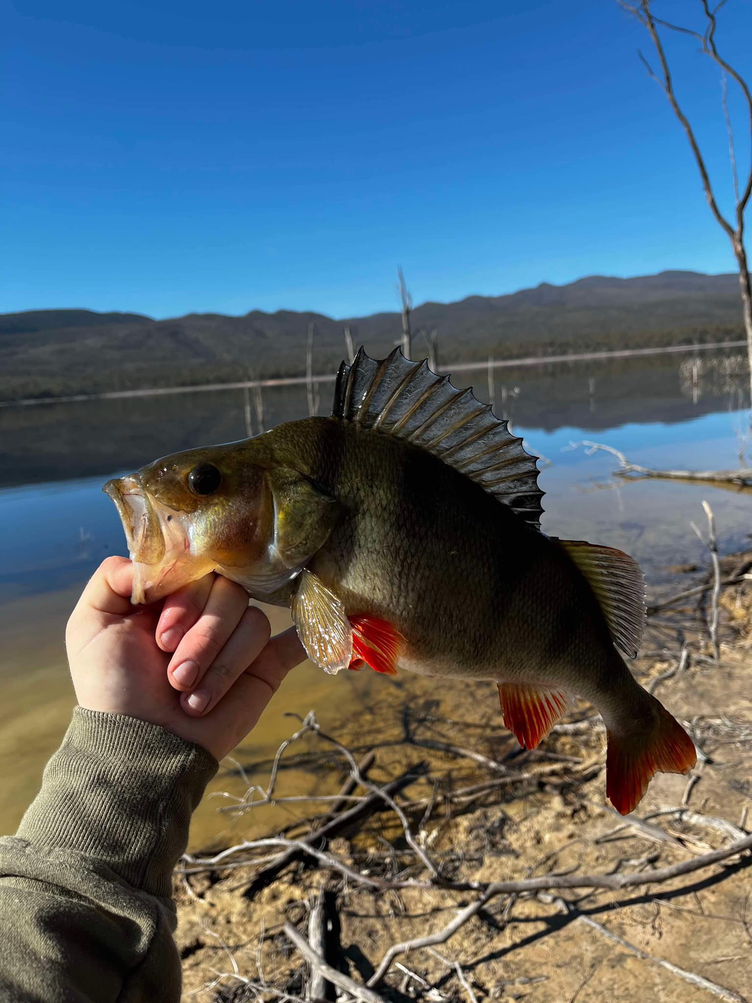 Lake Bellfield Redfin