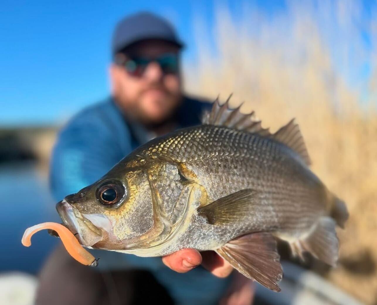 Perch'n dirty water