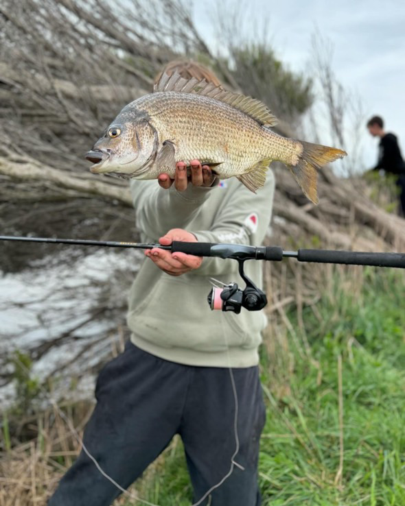 Scrubworm Bream