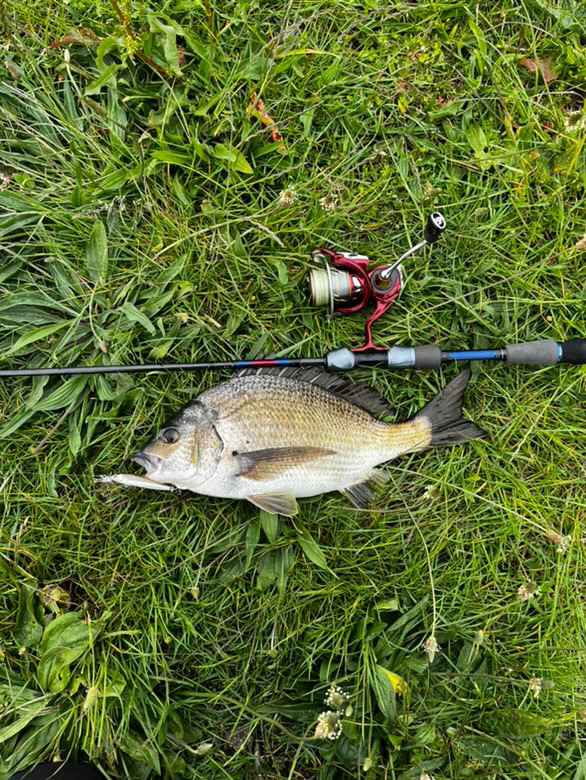 Bream fishing at the moyne river