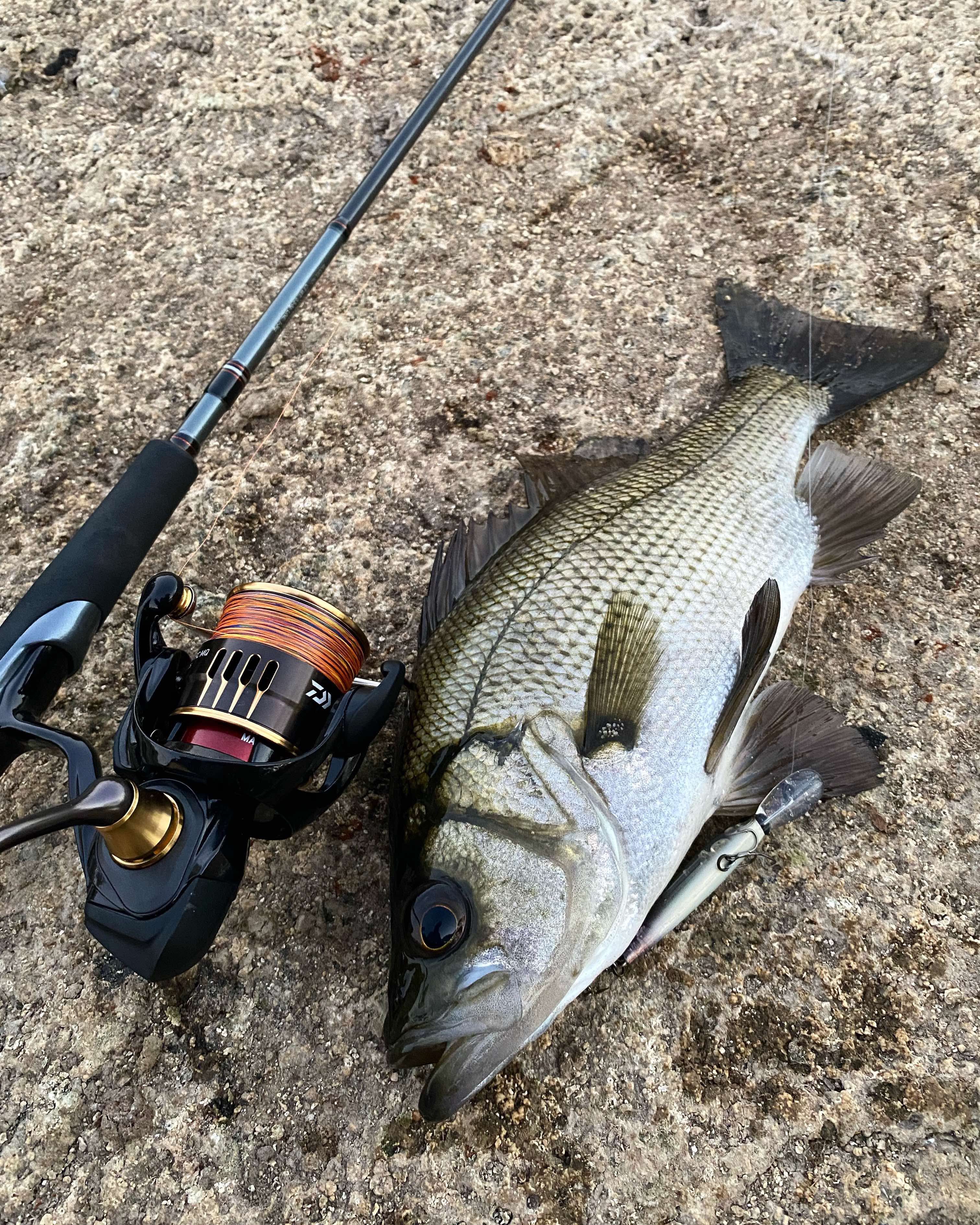 Estuary perch fishing